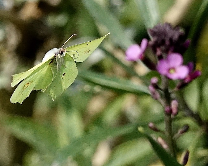 brimstone